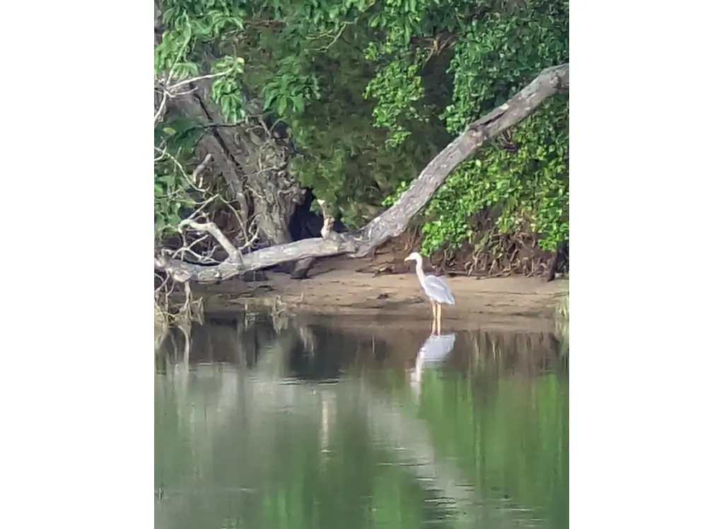 Bridgeman's Creek