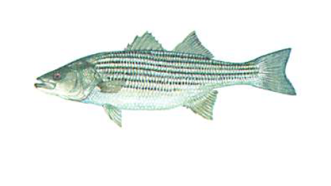 Striped bass illustration on white background.