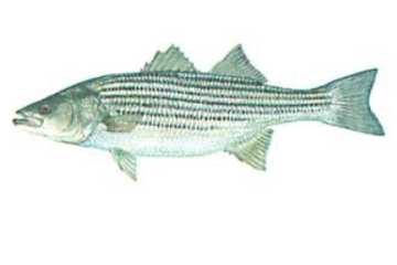 Stripe Bass