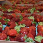 St. Stephen's Strawberry Festival